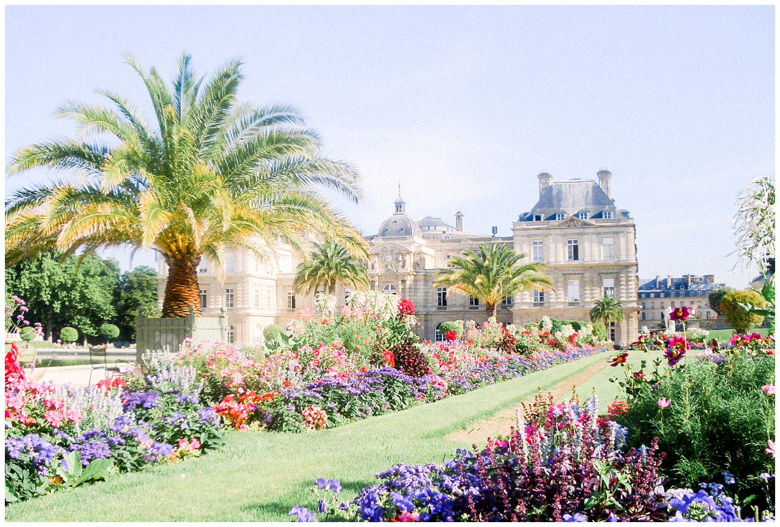 multi coloured flowers, palm tree, jardin du Luxembourg, Paris, France